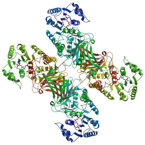 Enzyme Activity Measurement of Glucose-6-Phosphate Dehydrogenase (NADP+) Using Spectrophotometric Assays 